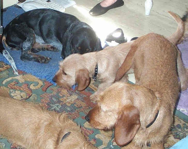 A Dog's Life