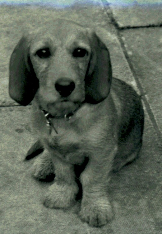 Bob